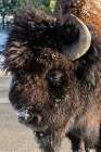 USA-Wyoming-Yellowstone National Park-Lone male American bison-aka buffalo with frost on face-Head Art Print